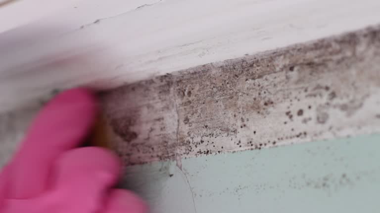 Mold Remediation for Vacation Homes in Sharon, PA